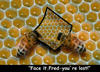 bees_lost