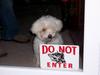 bewareofdog