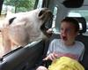 kid-loves-animals.jpg