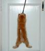kitten-hanging-around.jpg