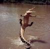 leaping-alligator.jpg
