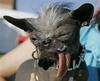 worlds-ugliest-dog-2007.jpg