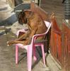 mellow-guard-dog.jpg