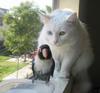 oblivious-bird.jpg