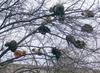 popular-cat-tree.jpg