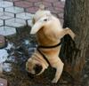 pug-stunt-pisser.jpg