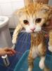 soaking-kitty.jpg