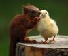 squirrel-and-chick.jpg