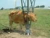 cow-gets-stuck.jpg