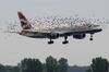 Bird_Escort