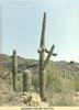cactuserectus