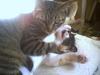 catfight