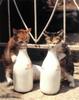 cats7sb5br