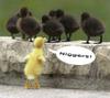 Duck.jpg