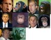 chimp