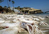 cuttlefish8
