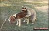 doggystyle