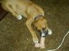 dogs_new