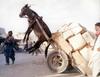 donkey