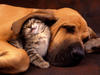 kitty_and_doggy.jpg